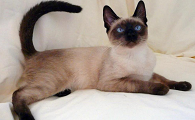阿比西尼亚猫和巴厘猫打架谁更厉害