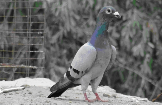 叶尔羌鸽好不好看叶尔羌鸽还是很好看的,羽毛是银灰色,还有一些黑色和