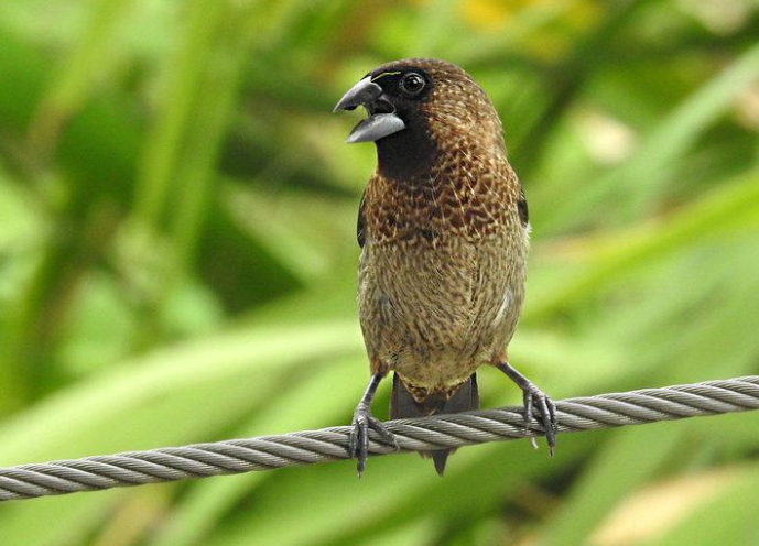 白腰文鸟怎么分辨雌雄