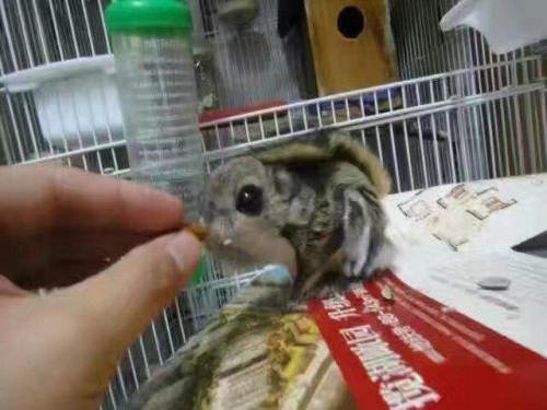 大眼松鼠体重 大眼松鼠体重
