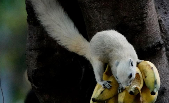 白背松鼠是不是保护动物