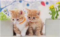 如何选购猫 可选择去势公猫
