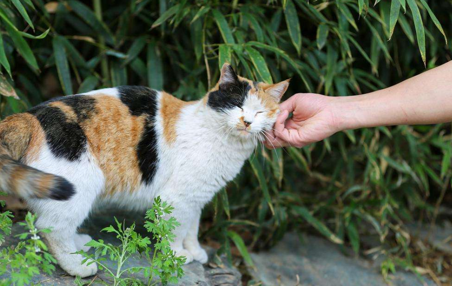 猫界“李焕英”:小白说,它想豆花了…… 猫界“李焕英”:小白说,它想豆花了……