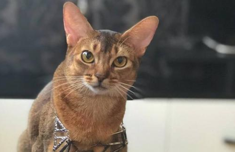 阿比西尼亚猫和东奇尼猫哪个聪明-谁智商高