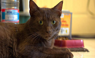阿比西尼亚猫和哈瓦那棕猫打架谁更厉害