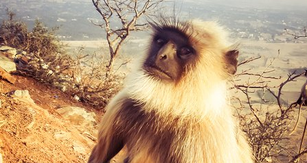 印度瘦猴是国家一级保护动物吗