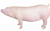 长白猪最大能养多少斤