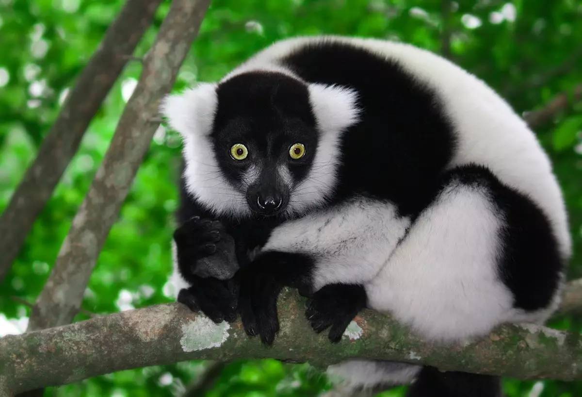 大狐猴是国家一级保护动物吗