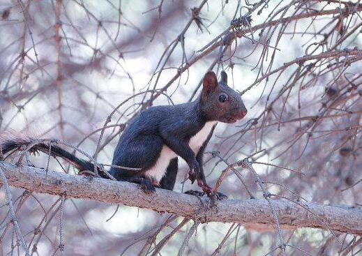 蓝腹松鼠有多大