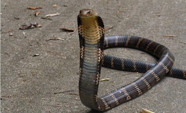 毒蛇克星过山风了解一下吧