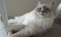 阿比西尼亚猫和褴褛猫打架谁更厉害