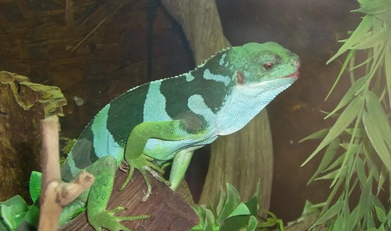 怎么养斐济鬣蜥