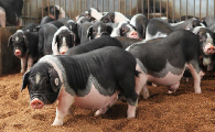 宁乡猪养殖方法