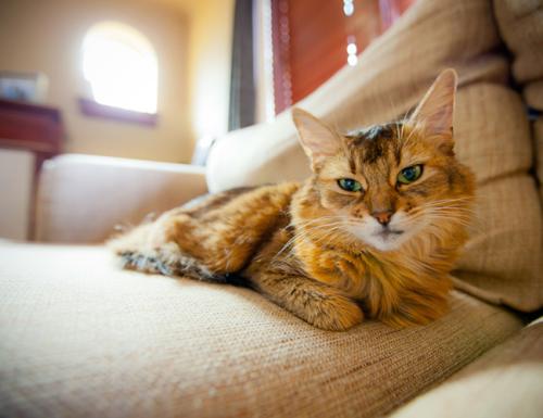 如何通过游戏互动管理索马里猫