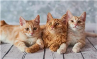 如何挑猫 摘除卵巢的母猫优点