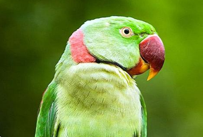 亚历山大鹦鹉还有着很强的语言能力,可以模仿主人说话.