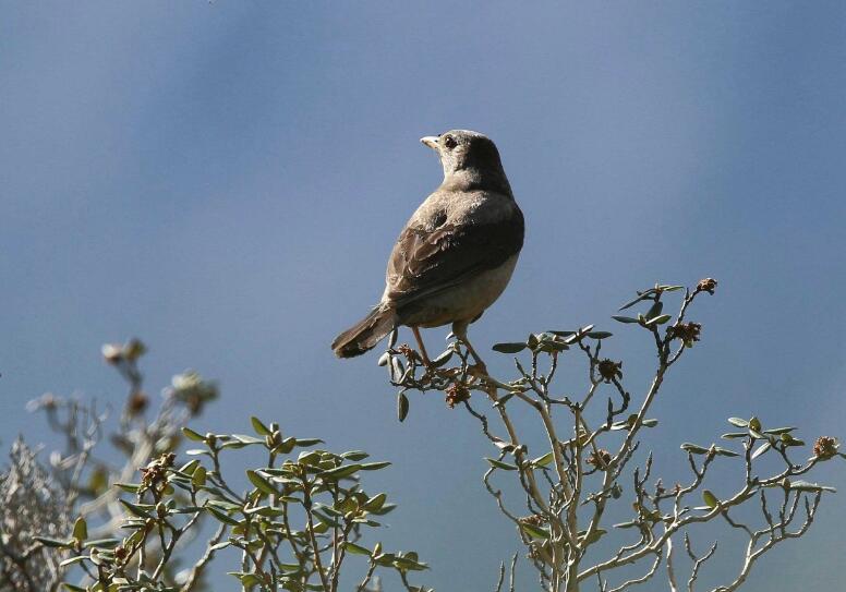 养棕褐孤鸫的挑选及讲究