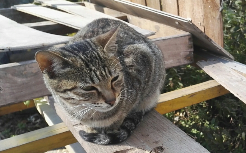 狸花猫的形态特征是什么 宠物网问答
