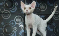 德文卷毛猫有哪些历史起源