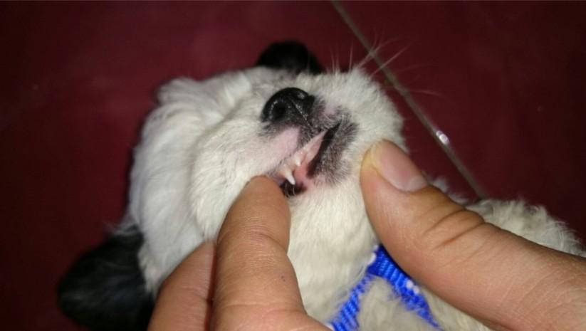 怎么算狗的年龄 根据牙齿磨损程度判定