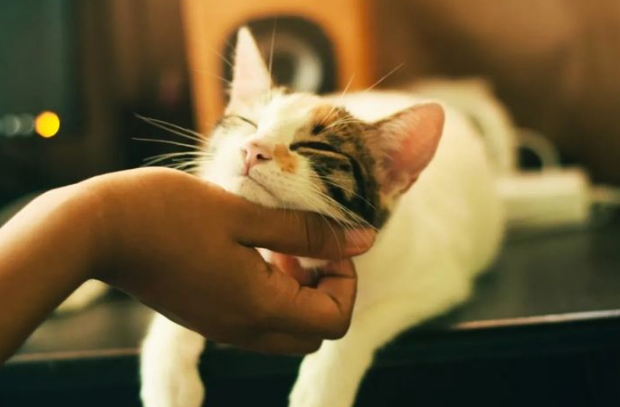 猫为何经常给自己舔毛 为了避免软骨病