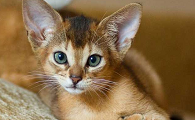 阿比西尼亚猫和伯曼猫哪个聪明-谁智商高