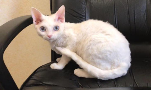 阿比西尼亚猫和德文卷毛猫打架谁更厉害