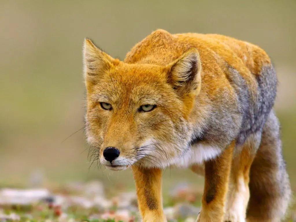 藏狐价格 宠物网问答