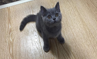 如何训练猫不跳上桌柜