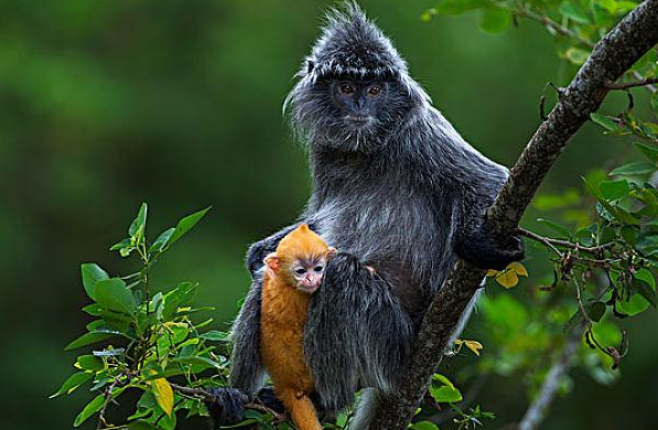 印尼叶猴是保护动物吗