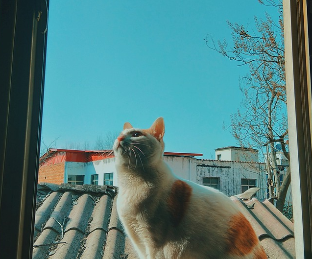 猫界“李焕英”:小白说,它想豆花了…… 猫界“李焕英”:小白说,它想豆花了……