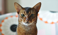 阿比西尼亚猫和埃及猫哪个聪明-谁智商高