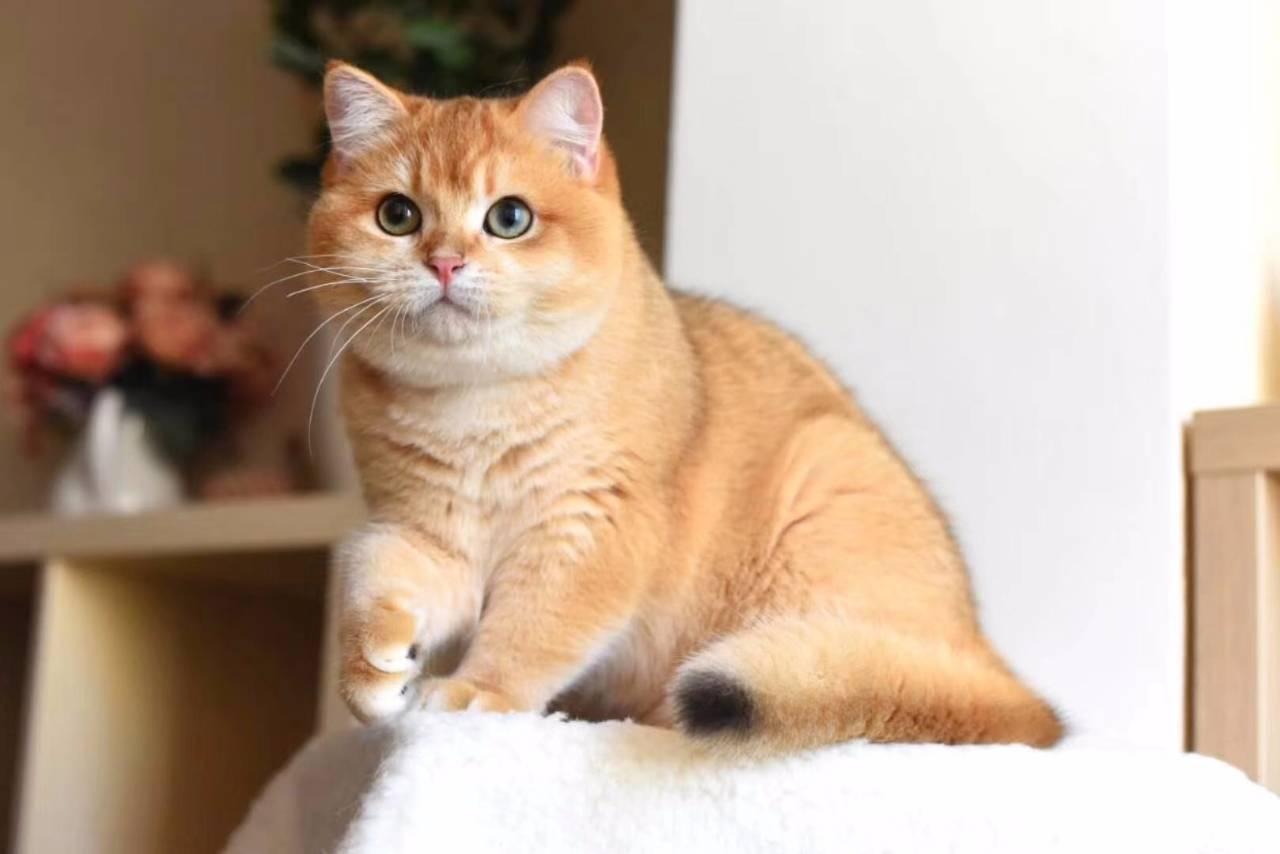 威尔士猫口炎怎么治疗