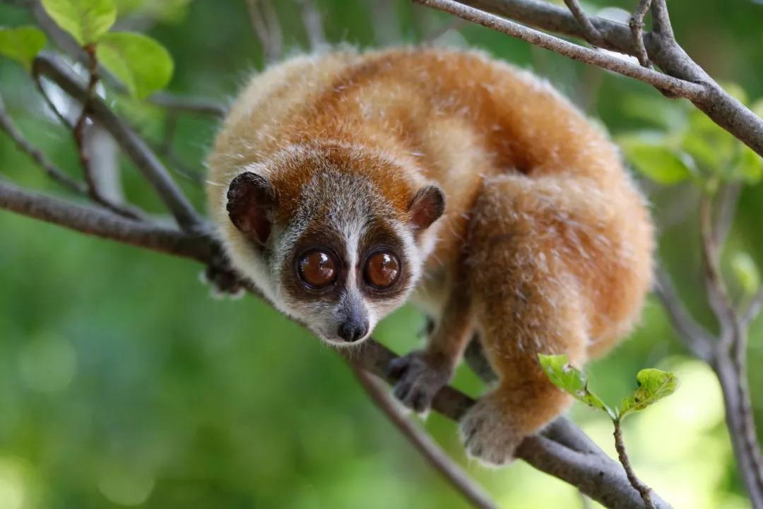 懒猴是国家一级保护动物吗