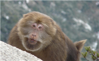 黄山短尾猴的特点