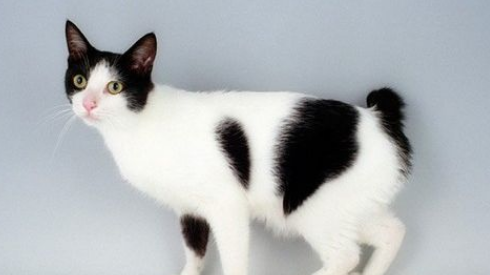 日本短尾猫的食品有哪些