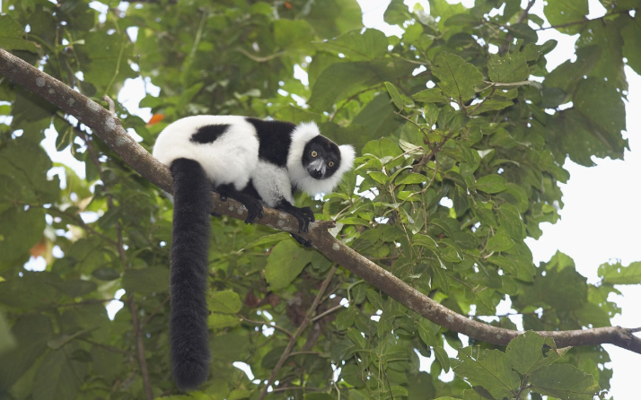 领狐猴寿命