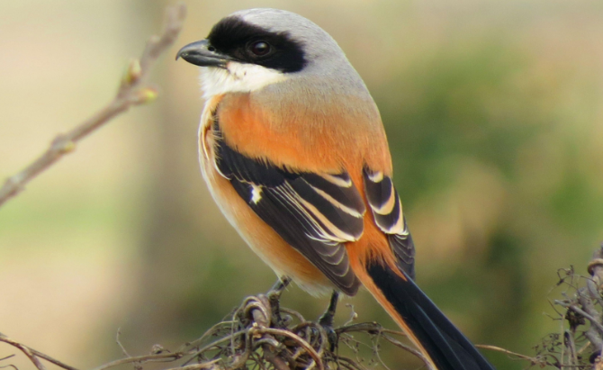 号鸟的饲养秘诀