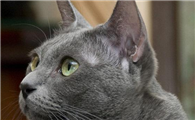 柯拉特猫的特点有哪些 体毛的特色