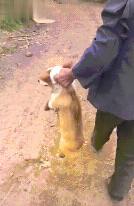 狗狗过年实用攻略！不想鸡飞狗跳，那你一定要仔细看完...