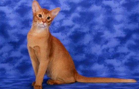 阿比西尼亚猫和柯尼斯卷毛猫哪个好养