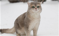 猫有哪些种类 根据产地不同的划分