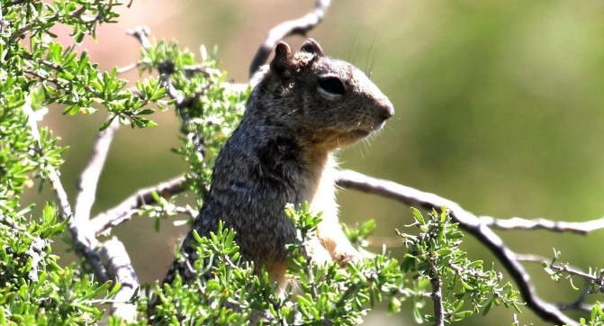 桑伯恩松鼠体重