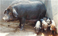 保山猪最大能养多少斤