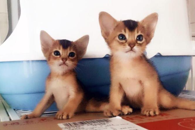 阿比西尼亚猫和埃及猫打架谁更厉害