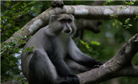 多格特青长尾猴是国家一级保护动物吗