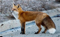 红褐色赤狐·046吃什么