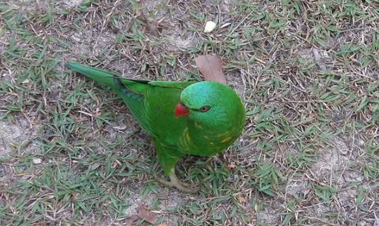 鳞胸吸蜜鹦鹉值钱吗