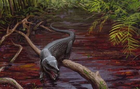 撕蛙鳄最大能长多大