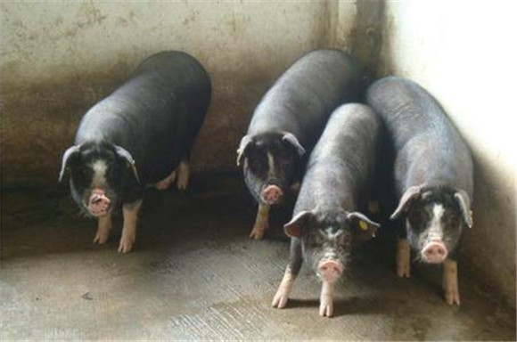 六白猪养殖方法